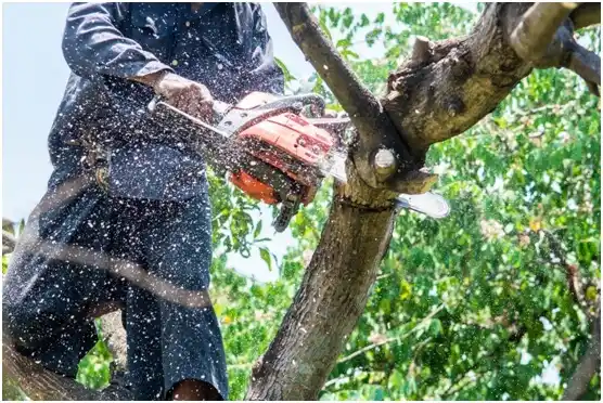 tree services Chamberlayne